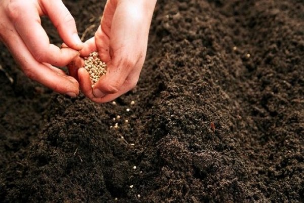 potato seedlings