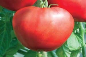 Description of the tomato variety Heart of Beauty, recommendations for cultivation