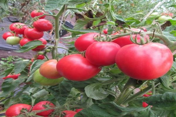 tomato masak