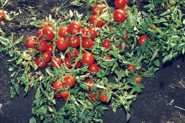 tomates ovaires