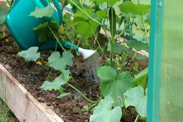 watering cucumber