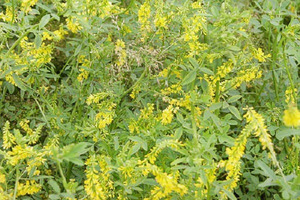 frost green manure