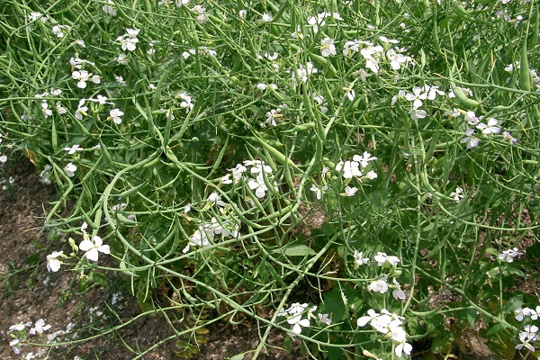 green manure