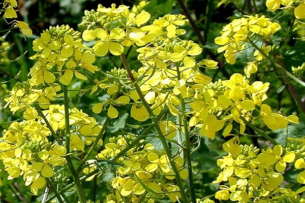 insect pollinators