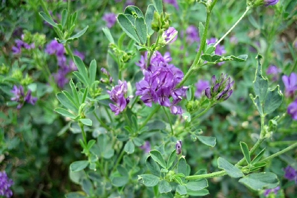 autumn green manure