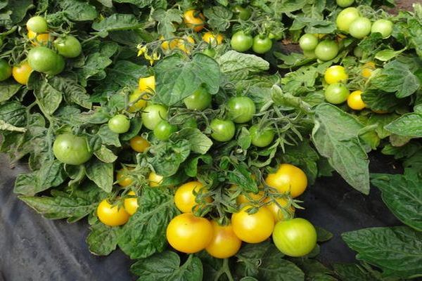 tomato titmouse