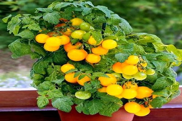 tomates de balcón