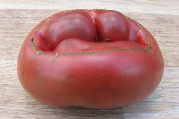 harvested tomato