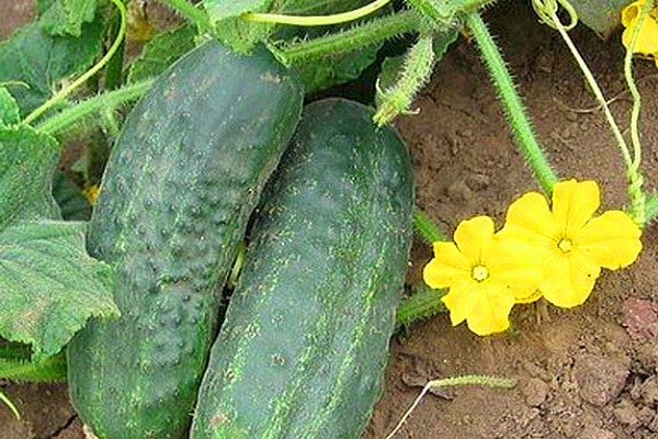 Pepino de Emelya en el jardín