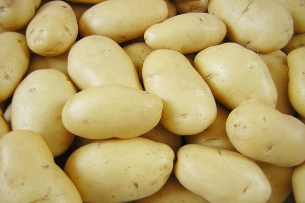 potato varieties