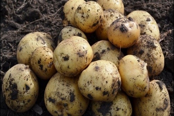 fodder varieties