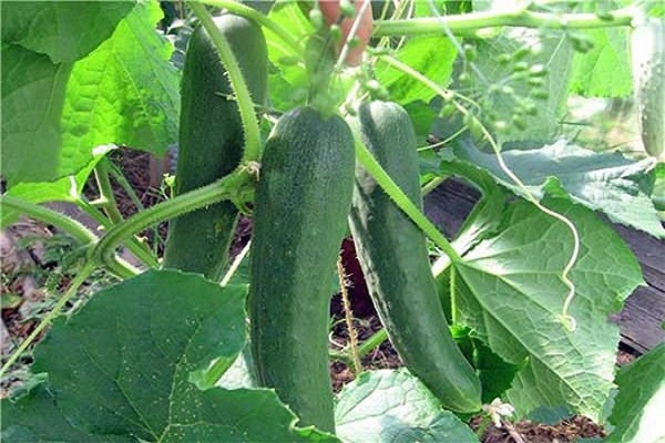 salad crops