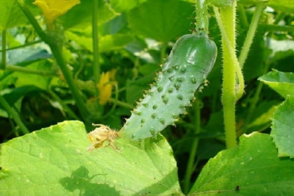 early maturing hybrids