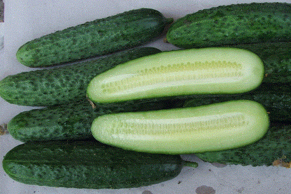 cucumber Monisia