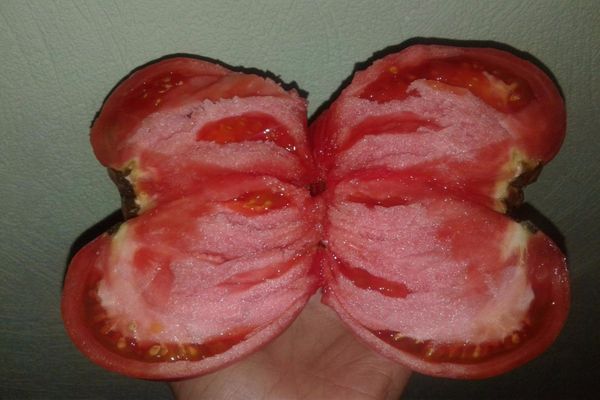 penjagaan tomato