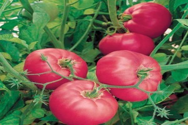 tomates sur une branche