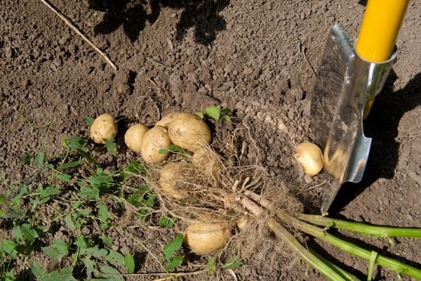 déterrer les pommes de terre