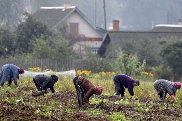  retirer les pommes de terre