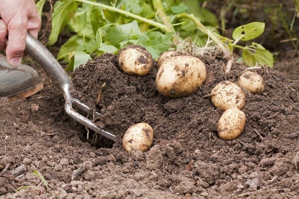 early potatoes