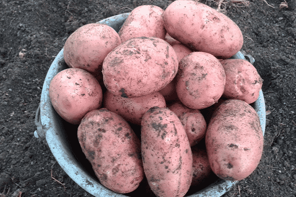 growing vegetables