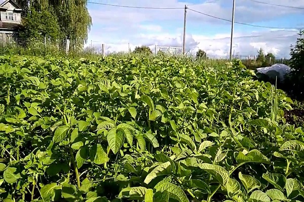 flowering period