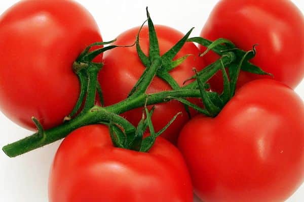 tomatoes on a branch