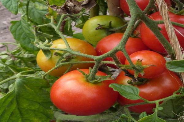 tomato in the garden