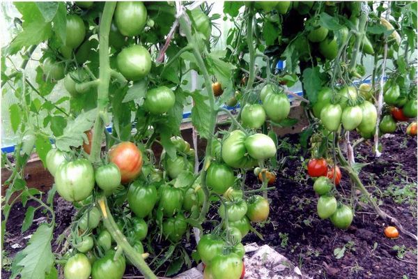 tomate dans une serre