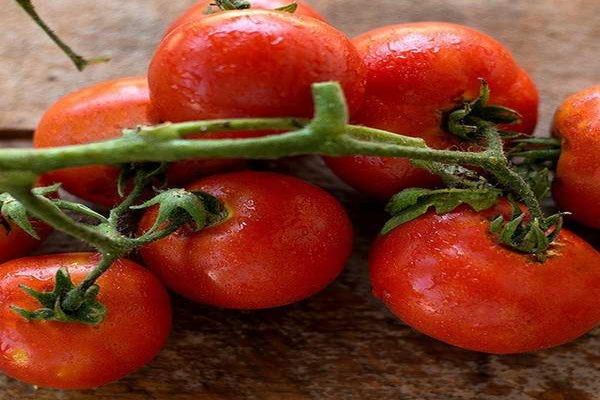 tomates subarctiques