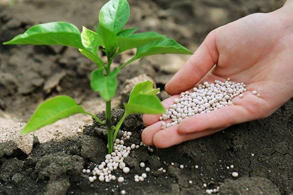 fertilizer and pepper