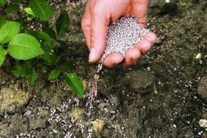 The use of superphosphate fertilizer for feeding cucumbers in the greenhouse and open field