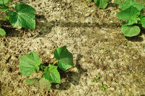 cucumbers and phosphate