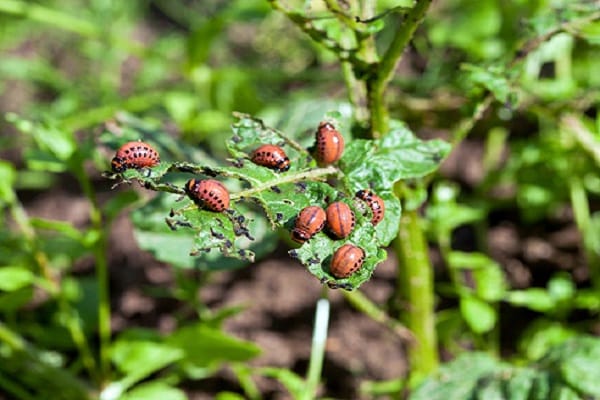 planting a vegetable