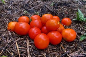 Descripción de la variedad de tomate Amur bole, sus características y cuidados.