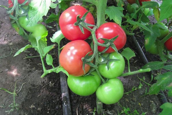 arbustos de tomate ángel rosa