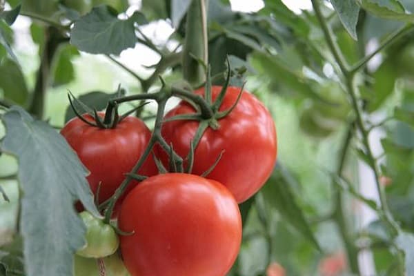 jardiniers et agronomes