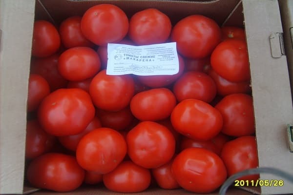 cultivo de tomates