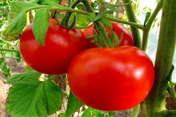 varieti tomato