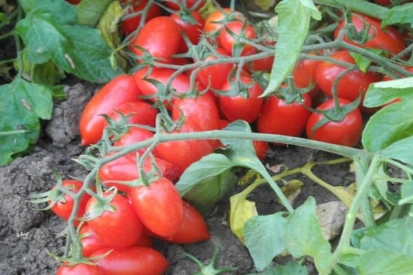 les tomates sont récoltées