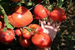 Description of the tomato variety Miracle Altai, features of cultivation and care