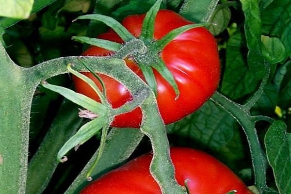 vegetable crop