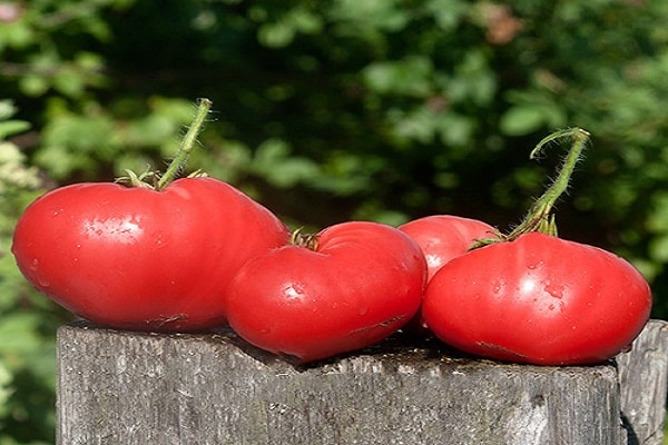 pencuci mulut berwarna merah jambu