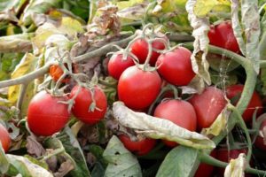 Descripción de la variedad de tomate Donna Anna y sus características