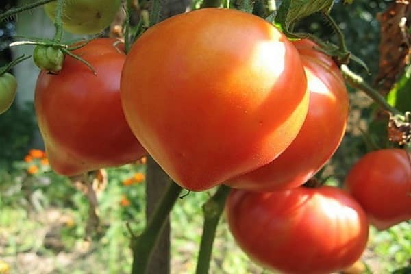 fragrant fruits