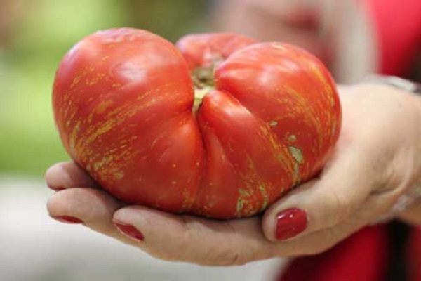 feux d'artifice de tomates