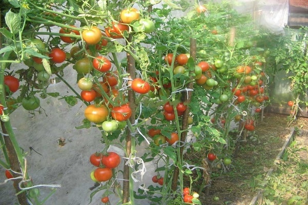 gamayun tomato