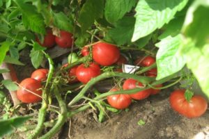 Descripción de la variedad de tomate Gamayun, características de cultivo y cuidado.