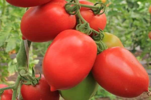 características de la variedad