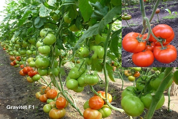 graviti tomato