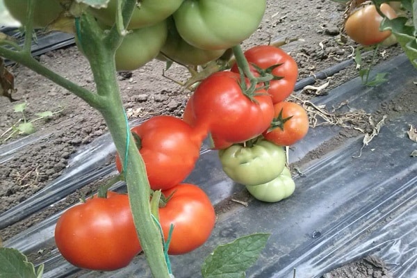 inspecter les plantes